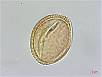 臺東龍膽藏品圖，第3張