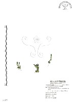 厚葉龍膽藏品圖，第1張