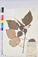 白匏子藏品圖，第1張