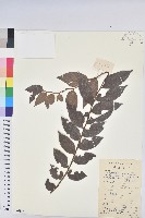 毛果算盤子藏品圖，第1張