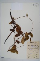 隱鱗藤藏品圖，第1張