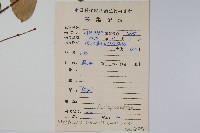 隱鱗藤藏品圖，第2張