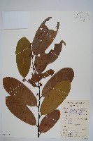 瓜馥木藏品圖，第1張