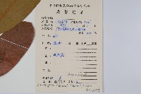 瓜馥木藏品圖，第2張