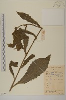 薄葉艾納香藏品圖，第1張