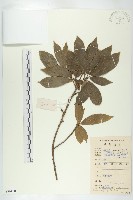 薄果猴歡喜藏品圖，第1張