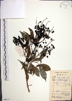 山埔姜藏品圖，第1張