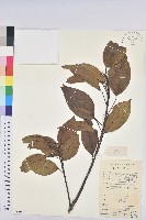 白臼藏品圖，第1張