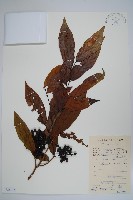 假鷹爪藏品圖，第1張