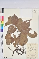 重陽木藏品圖，第1張