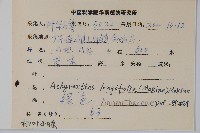 柳葉牛膝藏品圖，第2張