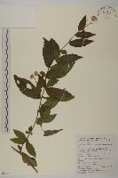 金錢草藏品圖，第1張