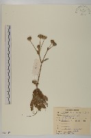 燈豎朽藏品圖，第1張