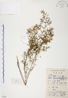 天門冬藏品圖，第1張
