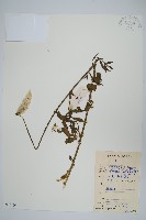 青葙藏品圖，第1張