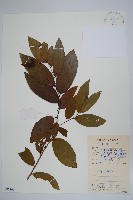 假鷹爪藏品圖，第1張