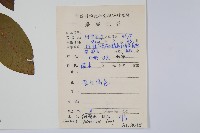 假鷹爪藏品圖，第2張