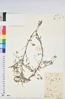 葉下珠、珠仔草藏品圖，第1張