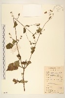豨簽藏品圖，第1張