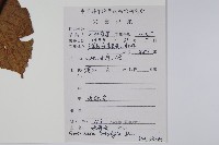 水東哥藏品圖，第2張