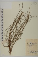 登錄號:S086507藏品圖，第1張