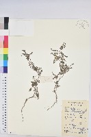 小返魂藏品圖，第1張