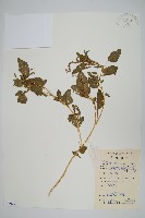 野莧菜藏品圖，第1張