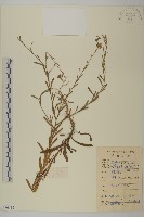 華南鐵桿蒿藏品圖，第1張