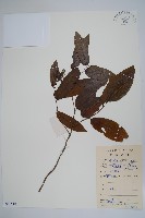 假鷹爪藏品圖，第1張