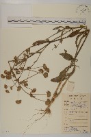 白花地膽草藏品圖，第1張