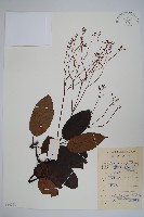 帘子藤藏品圖，第1張