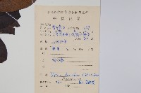 帘子藤藏品圖，第2張