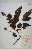 南酸棗藏品圖，第1張