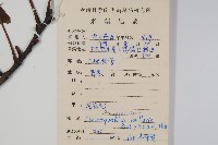 南酸棗藏品圖，第2張