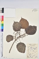 鼎湖血桐藏品圖，第1張