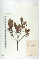 杜英、山杜英、蘭嶼杜英藏品圖，第1張