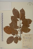 大葉南蛇藤藏品圖，第1張