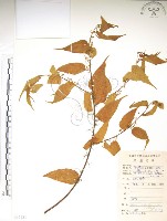 銳葉山黃麻藏品圖，第1張