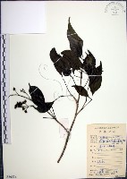 山埔姜藏品圖，第1張