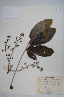 登錄號:S086559藏品圖，第1張