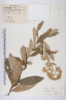 羊耳菊藏品圖，第1張