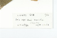 羊耳菊藏品圖，第3張