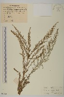 牡蒿藏品圖，第1張