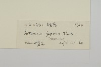 牡蒿藏品圖，第3張