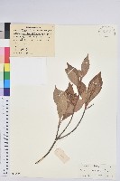 吊鐘花藏品圖，第1張