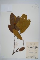 瓜馥木藏品圖，第1張