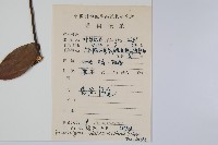 瓜馥木藏品圖，第2張