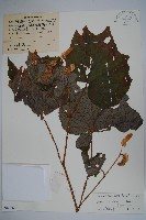 粗喙秋海棠藏品圖，第1張