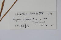 粗喙秋海棠藏品圖，第2張