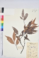 刺栲、鉤栗、火燒柯藏品圖，第1張